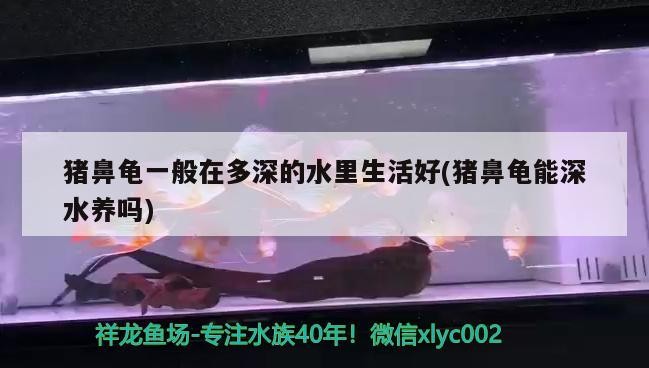 豬鼻龜一般在多深的水里生活好(豬鼻龜能深水養嗎)