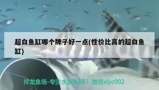 超白魚(yú)缸哪個(gè)牌子好一點(diǎn)(性價(jià)比高的超白魚(yú)缸)
