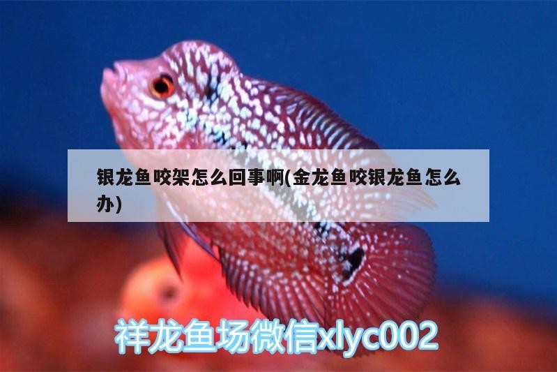 銀龍魚咬架怎么回事啊(金龍魚咬銀龍魚怎么辦)