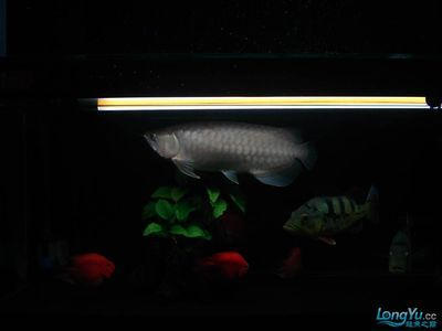 龍魚掉鱗了還能長出來嗎vs祥龍魚場：龍魚掉鱗后能否重新長出來
