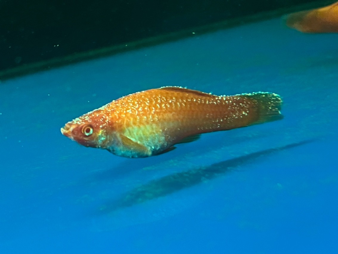 這是魚的啥病要用什么藥？