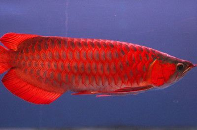 紅龍魚長得快不快