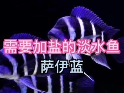 魟魚加鹽比例：關于魟魚加鹽的一般原則和注意事項