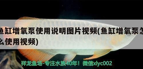 龍魚缸增氧泵需要一直開嗎vs祥龍魚場：龍魚缸增氧泵是否需要一直開啟