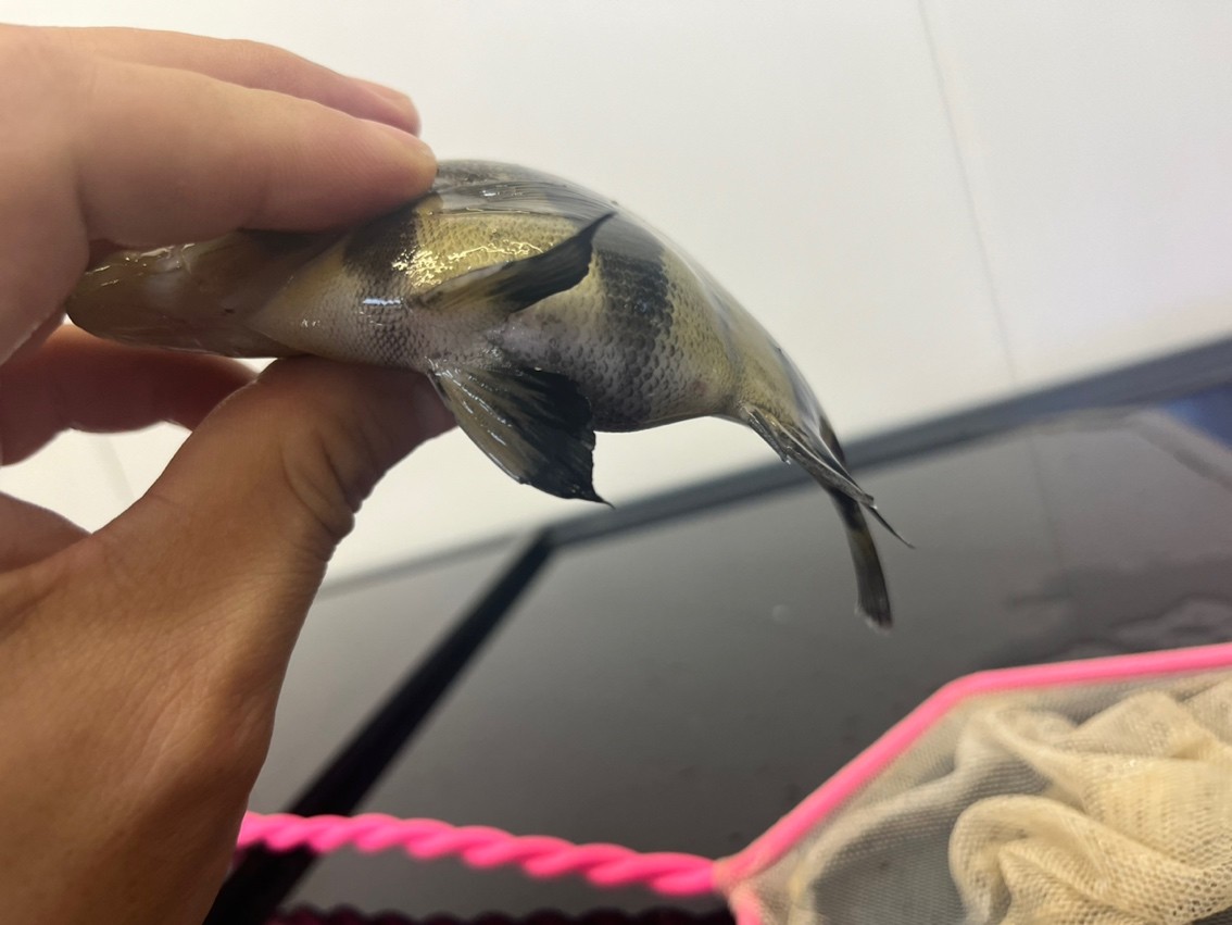 260買的帶雜三紋虎魚值不