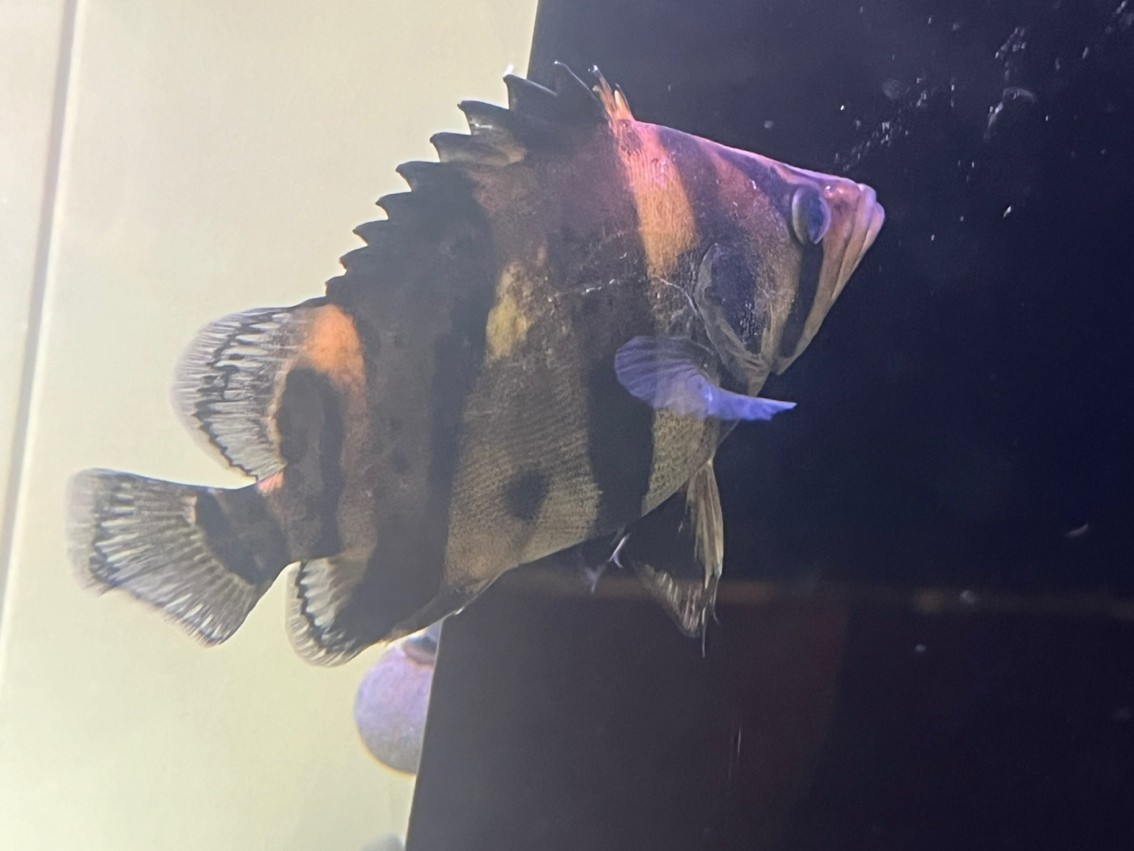 260買的帶雜三紋虎魚值不