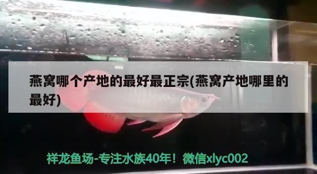 龍魚缸怎么清理，龍魚缸清潔后龍魚缸水質(zhì)維護技巧,龍魚缸水質(zhì)維護技巧