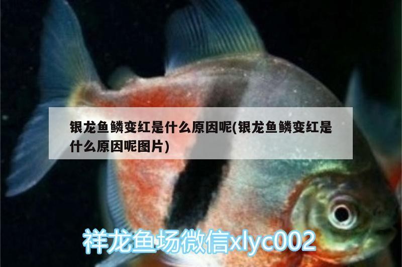 旺財運養什么魚好看嗎，青龍魚好看嗎，養什么魚好看嗎，什么魚招財好養又好看
