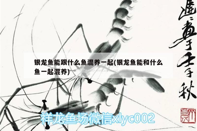 銀龍魚能跟什么魚混養一起(銀龍魚能和什么魚一起混養)