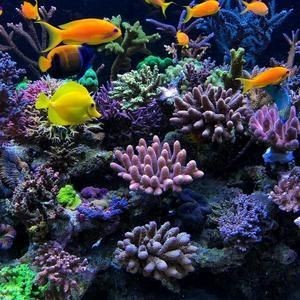 海缸觀賞魚視頻（關于海缸觀賞魚的視頻推薦）