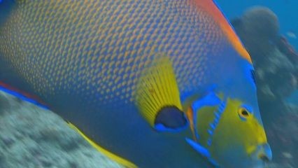 海缸觀賞魚視頻（關于海缸觀賞魚的視頻推薦）