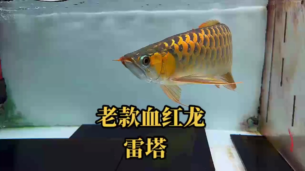 老款血紅龍雷塔