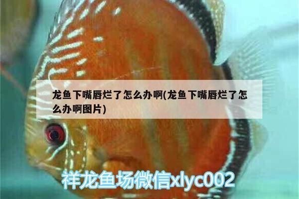紅龍魚(yú)魚(yú)缸：紅龍魚(yú)魚(yú)缸布置技巧紅龍魚(yú)魚(yú)缸布置技巧紅龍魚(yú)魚(yú)缸光照需求