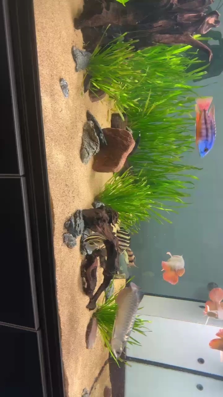 一去就忍不住要買魚！ 一去就忍不住要買魚！ 龍魚論壇