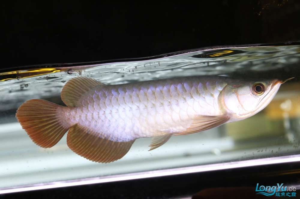伊薩庫德魯斯紅龍魚怎么樣：伊薩庫德魯斯紅龍魚的飼養技巧