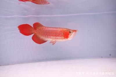 伊薩庫德魯斯紅龍魚怎么樣：伊薩庫德魯斯紅龍魚的飼養技巧
