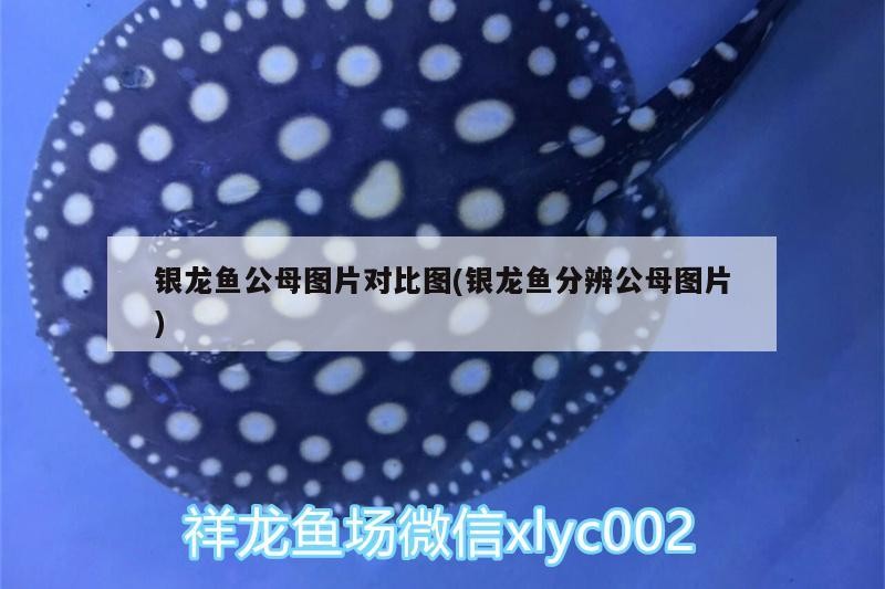 銀龍魚公母圖片對比圖(銀龍魚分辨公母圖片)