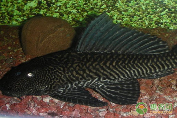 老魚匠加熱棒在水里顯示離水（老魚匠加熱棒顯示離水報警）