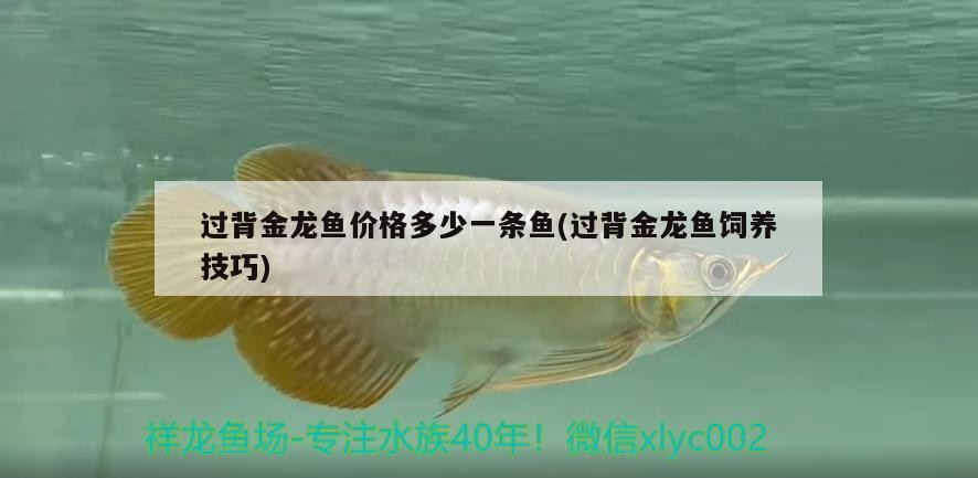 過(guò)背金龍魚價(jià)格多少一條魚(過(guò)背金龍魚飼養(yǎng)技巧)