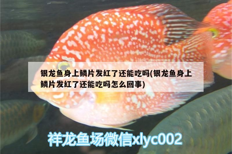 銀龍魚身上鱗片發紅了還能吃嗎(銀龍魚身上鱗片發紅了還能吃嗎怎么回事)