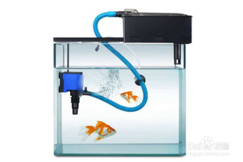 杭州龍魚專賣店
