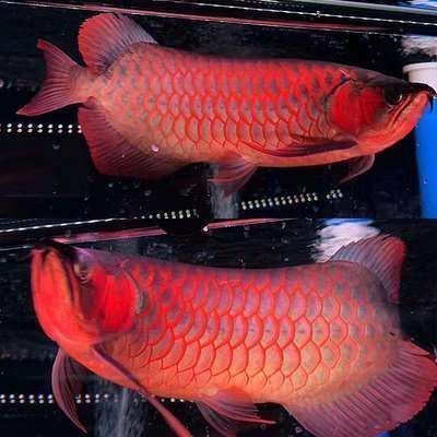 印尼紅龍魚(yú)多少錢一條合適養(yǎng)的魚(yú)：印尼紅龍魚(yú)價(jià)格波動(dòng)原因印尼紅龍魚(yú)價(jià)格波動(dòng)原因