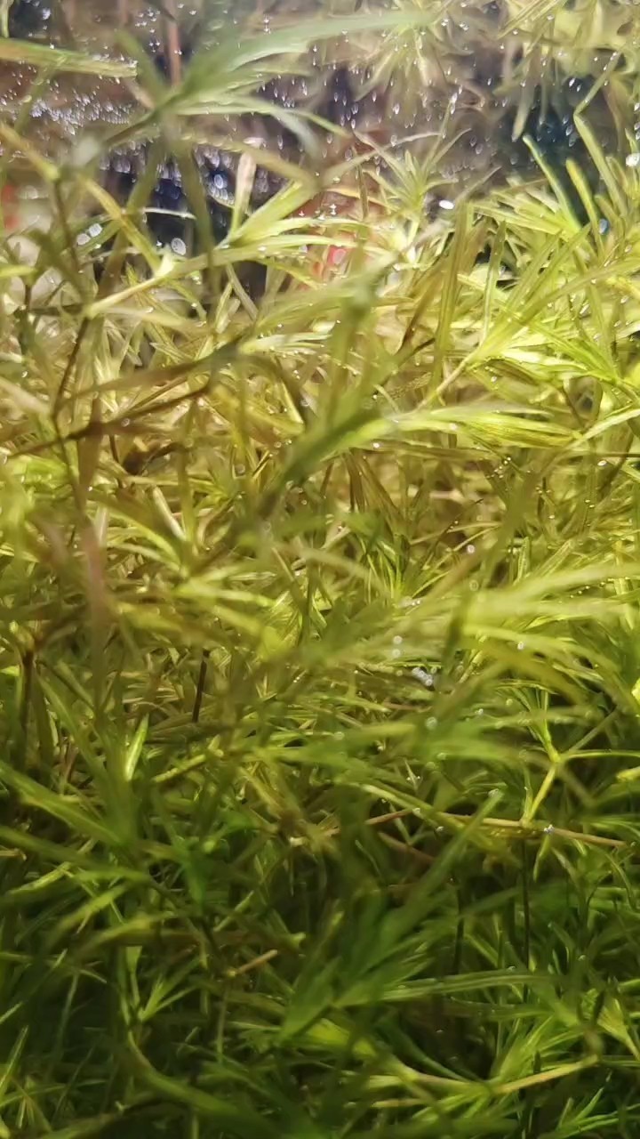 竹節草冒泡
