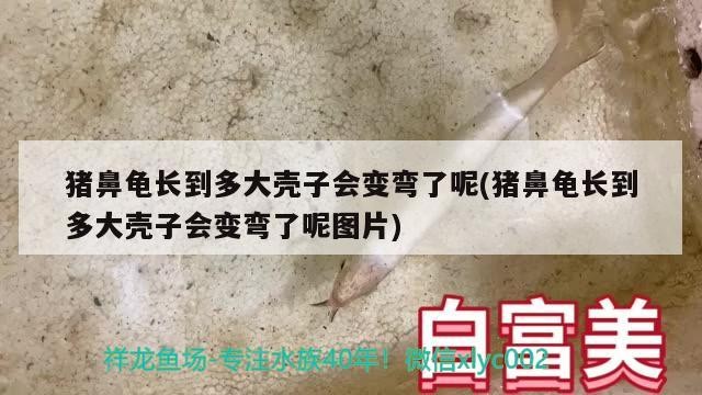 豬鼻龜長(zhǎng)到多大殼子會(huì)變彎了呢(豬鼻龜長(zhǎng)到多大殼子會(huì)變彎了呢圖片)
