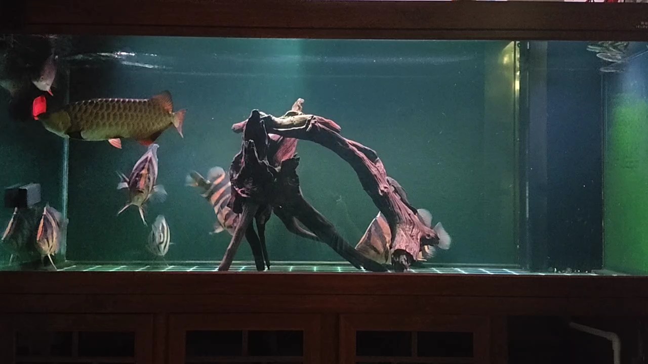 龍魚剛好一年了，記錄下