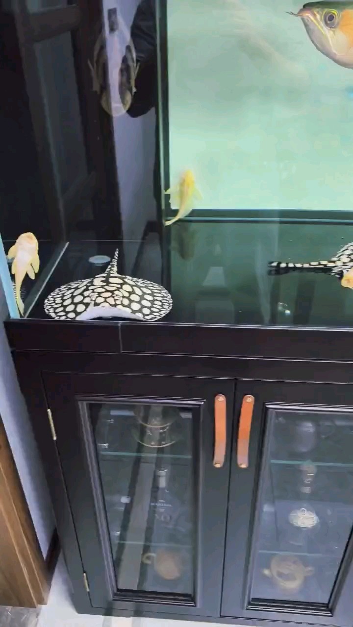 剛入坑，看看怎么樣