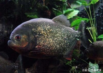 虎魚怎么區(qū)分品種：如何區(qū)分虎魚品種