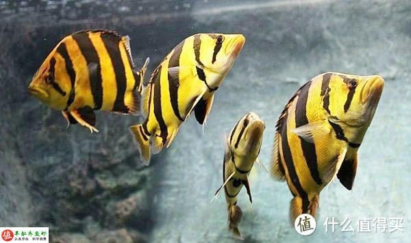 虎魚喂養什么：虎魚的喂養食物