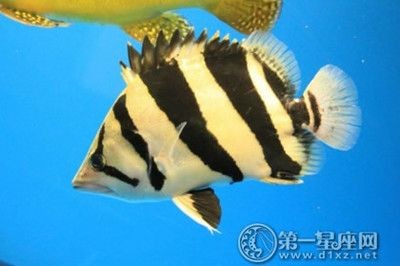 豬鼻龜身上長褐色苔:豬鼻龜如何治療