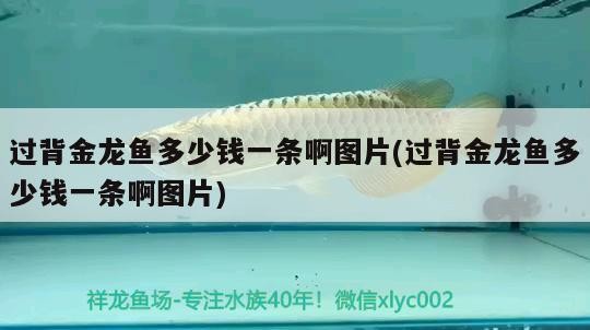 過背金龍魚多少錢一條啊圖片(過背金龍魚多少錢一條啊圖片)