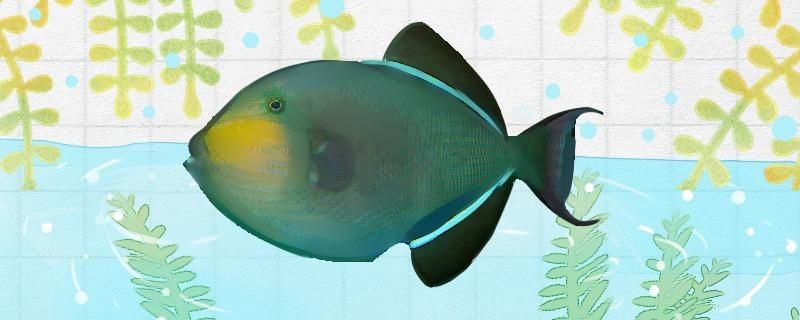 太原市杏花嶺區(qū)花戀魚花卉店