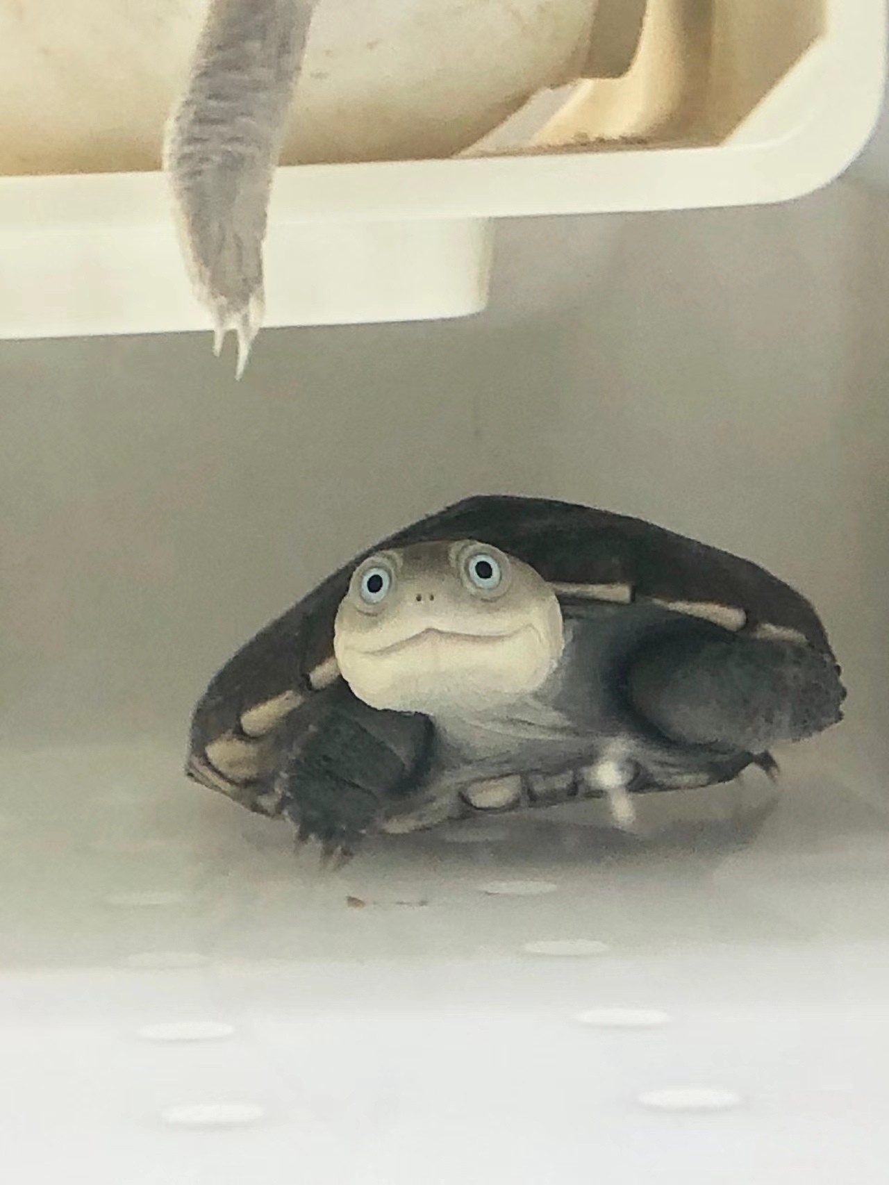 寵物烏龜
