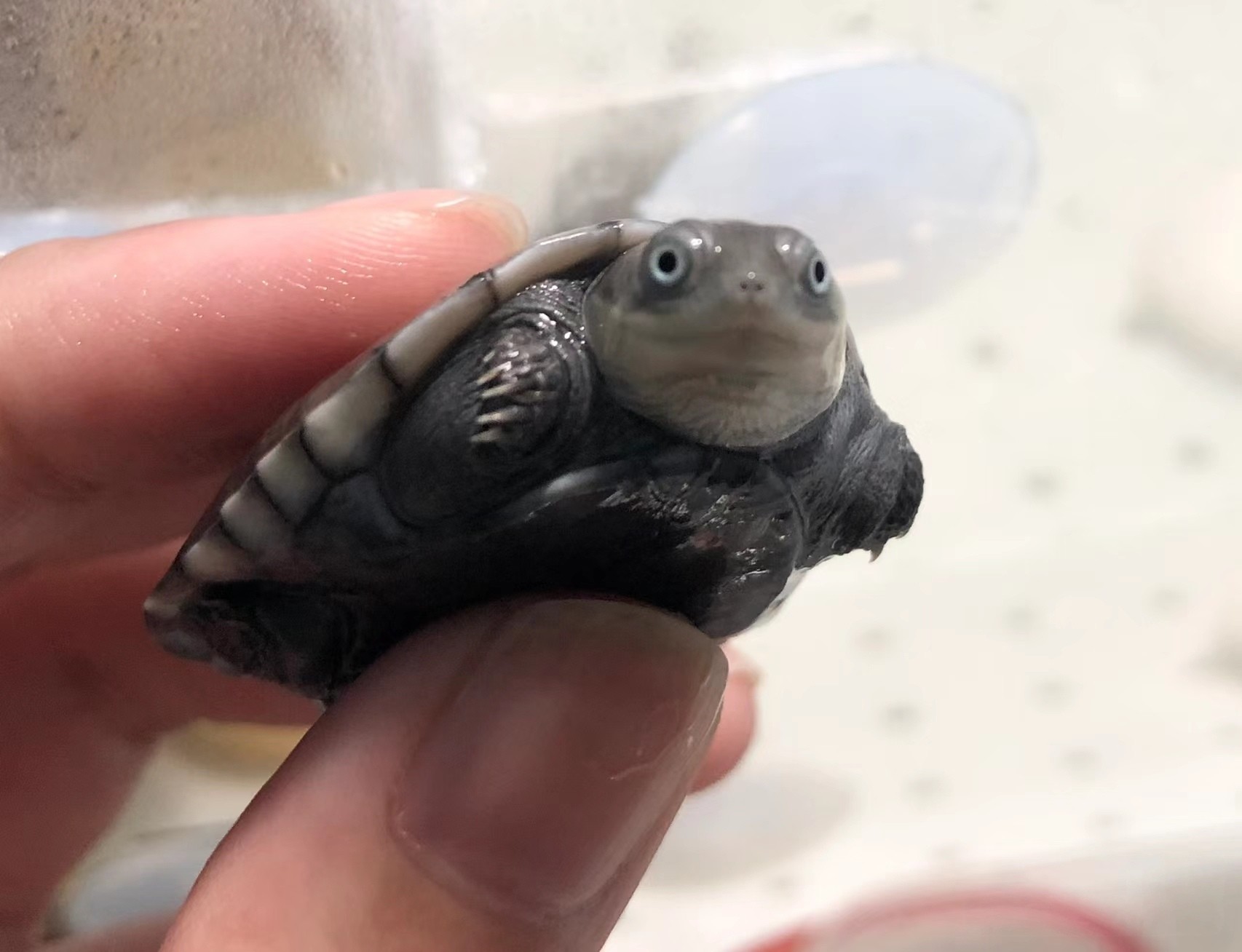 寵物烏龜