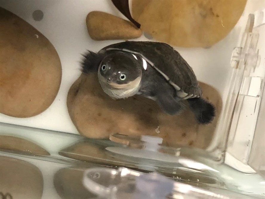 寵物烏龜