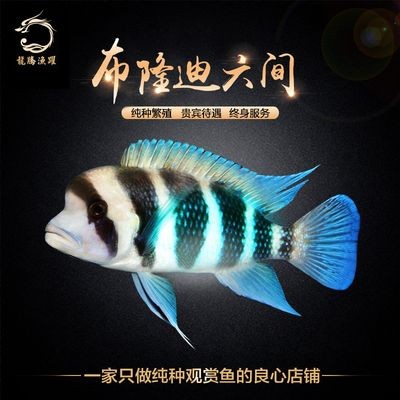 金頭過背金龍魚20厘米能繁殖嗎：金頭過背金龍魚在20厘米時還未達到性成熟的狀態