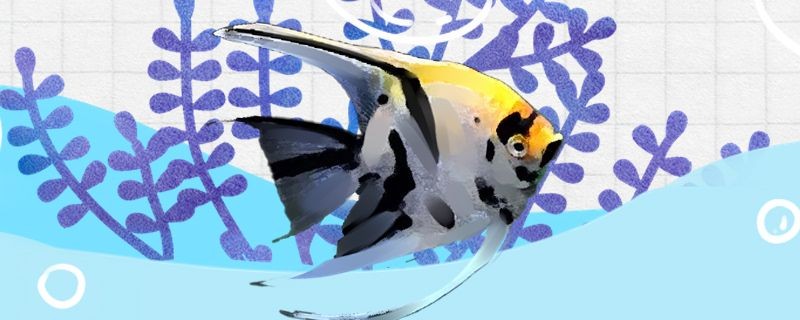 萍鄉(xiāng)哪里有魚缸賣的店啊電話（萍鄉(xiāng)花鳥魚市場在哪里）