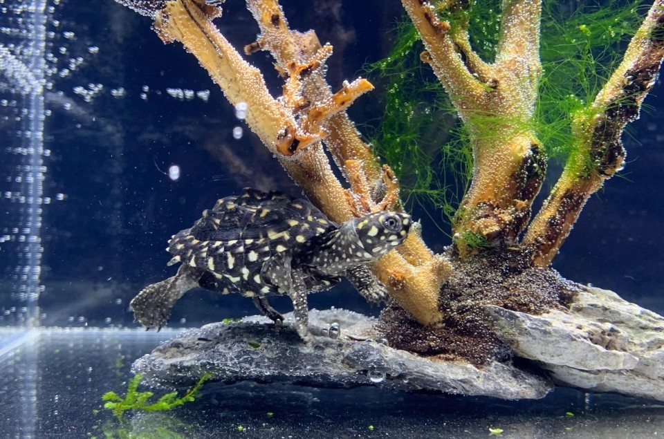 斑點池龜 斑點池龜 龍魚論壇 第1張