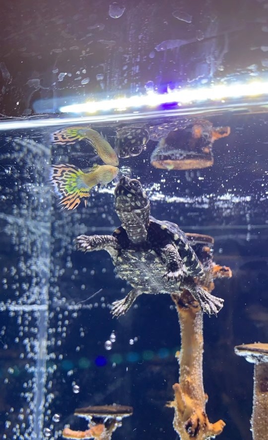 斑點池龜 斑點池龜 龍魚論壇 第2張