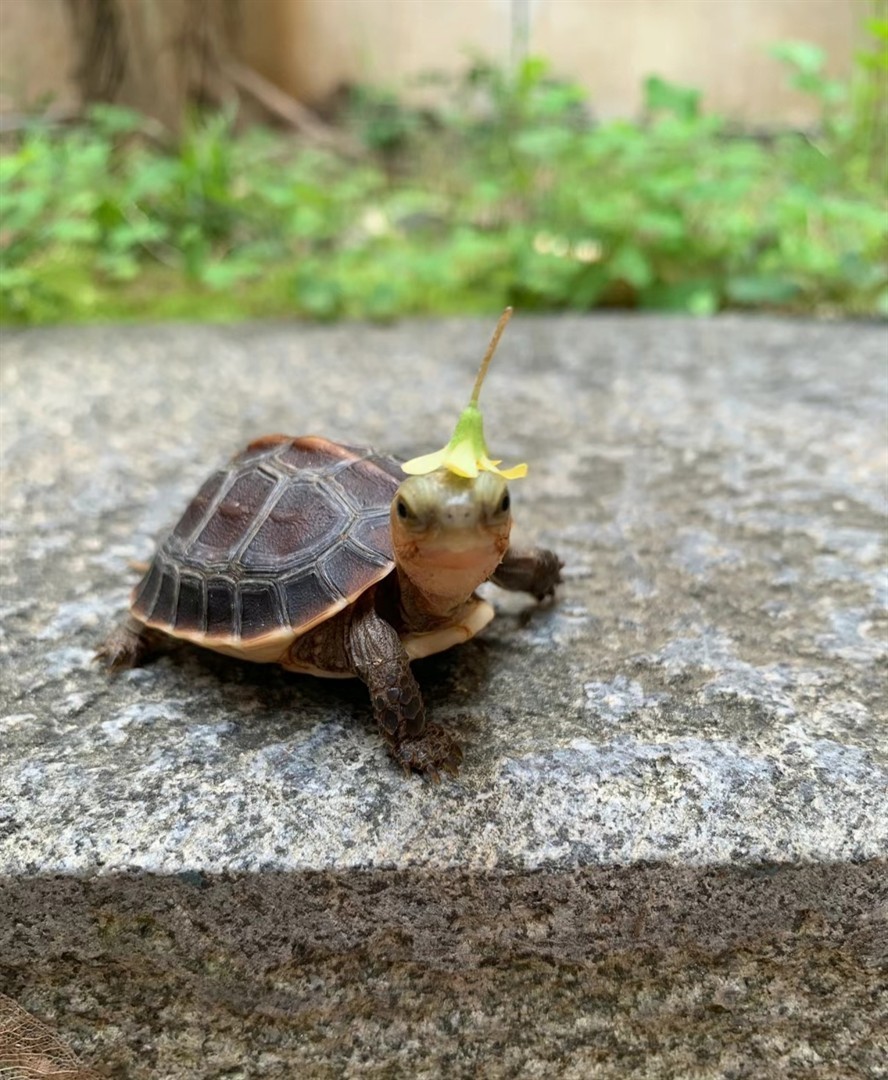 小黃緣
