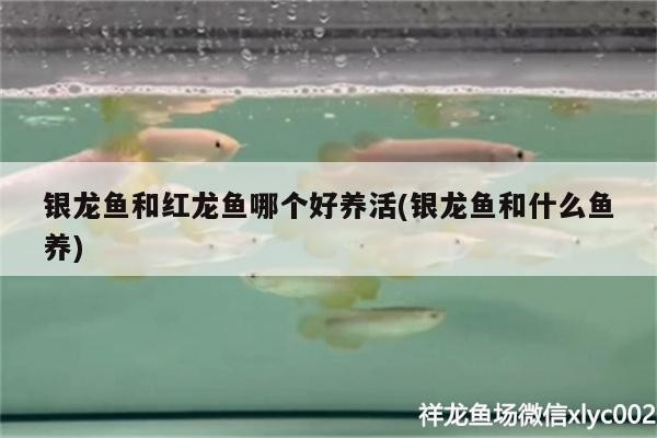 銀龍魚和紅龍魚哪個好養活(銀龍魚和什么魚養)