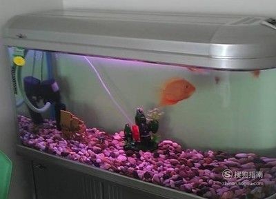 浮萍魚缸缺氧怎么辦