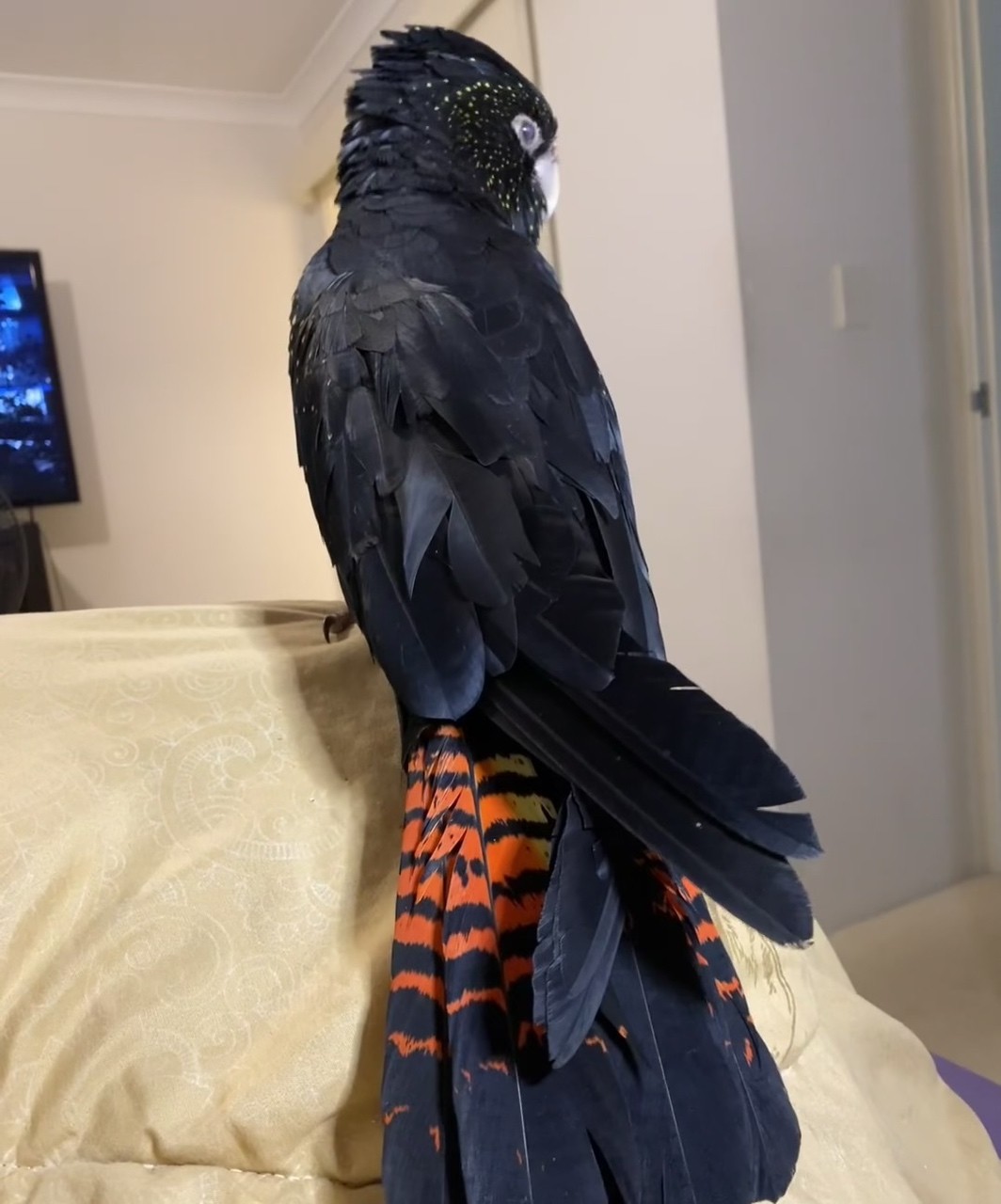 一起看看你們的鸚鵡