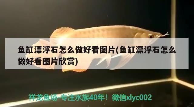 泰龐海鰱魚魚缸布置技巧，泰龐海鰱魚飼料選擇指南，