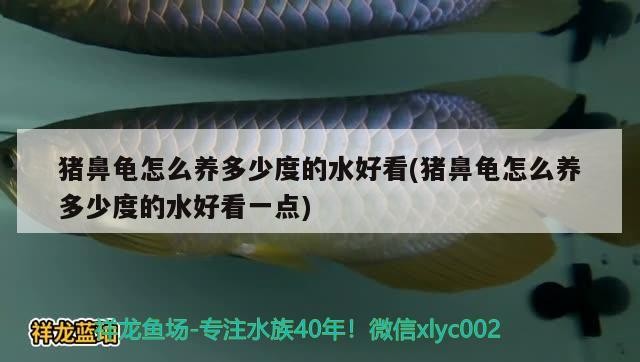 豬鼻龜怎么養多少度的水好看(豬鼻龜怎么養多少度的水好看一點)