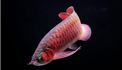 紅尾龍魚吃什么發(fā)色最好養(yǎng)呢