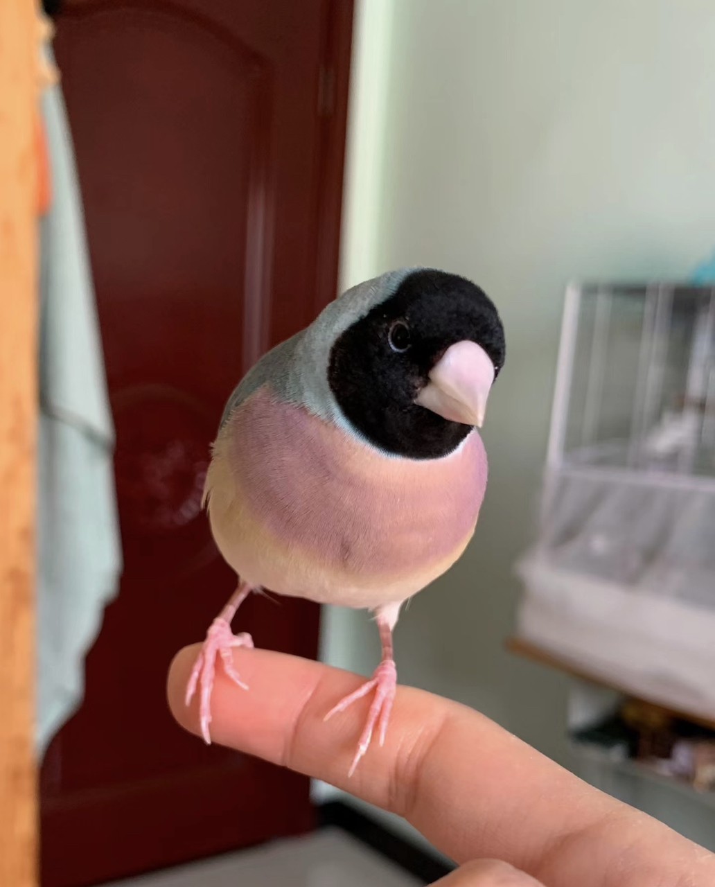 七彩文鳥